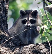 Wild animals found in east texas