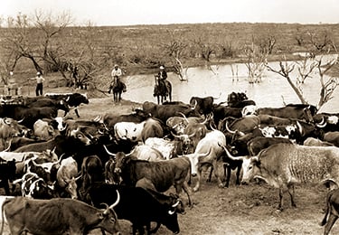 King Ranch operation, 1952.